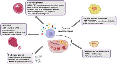 New insight into the role of macrophages in ovarian function and ovarian aging